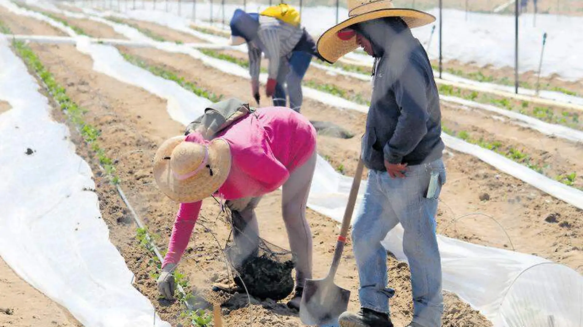 Mujeres agroindustria